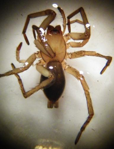 Réf. 273 752 : Drassodes cupreus